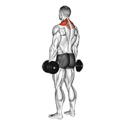 Dumbbell Shrug animated exercise demonstration