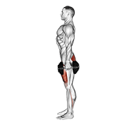 Dumbbell Squat animated exercise demonstration