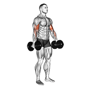 Dumbbell Standing Biceps Curl animated exercise demonstration
