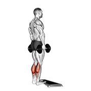 Dumbbell Standing Calf Raise animated exercise demonstration