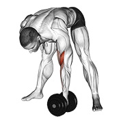 Seated concentration curl showing the upper arm supported against the inner thigh, underhand grip, stable torso, and controlled dumbbell curl