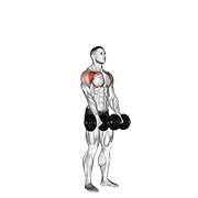 Dumbbell Standing Front Raise Above Head animated exercise demonstration