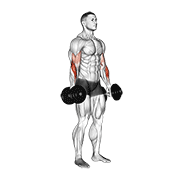 Dumbbell Standing Reverse Curl animated exercise demonstration