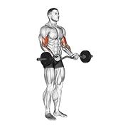 Ez Barbell Curl animated exercise demonstration