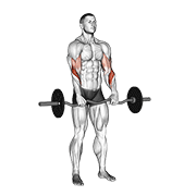 Ez Barbell Reverse Grip Curl animated exercise demonstration