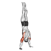 Handstand Push-Up animated exercise demonstration