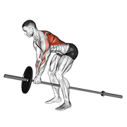 Lever Bent Over Row animated exercise demonstration