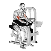 Lever Preacher Curl animated exercise demonstration
