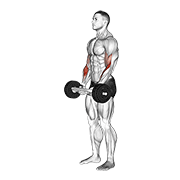 Olympic Barbell Hammer Curl animated exercise demonstration