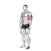 Overhead Triceps Stretch animated exercise demonstration