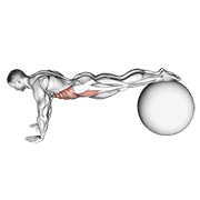 Pull-In (On Stability Ball) animated exercise demonstration
