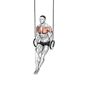 Ring Dips animated exercise demonstration