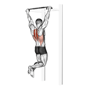 Scapular Pull-Up animated exercise demonstration