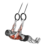 Suspended Row animated exercise demonstration