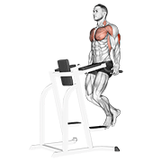 Tricep dip on parallel bars showing an upright torso, elbows tracking backward, and controlled bodyweight pressing form