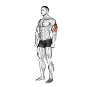 Triceps Stretch animated exercise demonstration