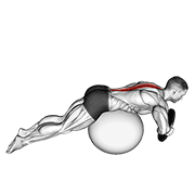 Weighted Hyperextension (On Stability Ball) animated exercise demonstration
