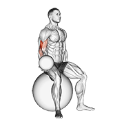 Weighted Seated Bicep Curl (On Stability Ball) animated exercise demonstration