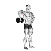 Dumbbell Upright Shoulder External Rotation animated exercise demonstration