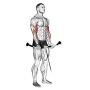 Cable Curl animated exercise demonstration
