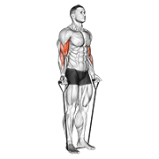 Band Alternating Biceps Curl animated exercise demonstration