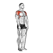Band Front Raise animated exercise demonstration