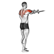Band Reverse Fly animated exercise demonstration