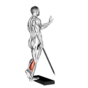 Band Single Leg Calf Raise animated exercise demonstration