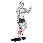 Band Single Leg Reverse Calf Raise animated exercise demonstration