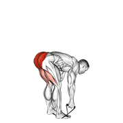 Band Stiff Leg Deadlift animated exercise demonstration
