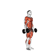 Dumbbell Burpee animated exercise demonstration