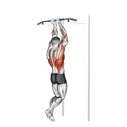 Close Grip Chin-Up animated exercise demonstration