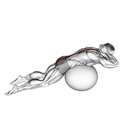 Exercise Ball Back Extension With Hands Behind Head animated exercise demonstration