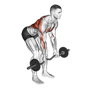 Ez Bar Reverse Grip Bent Over Row animated exercise demonstration