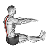 Spine Stretch animated exercise demonstration