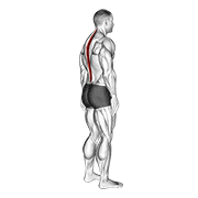Standing Pelvic Tilt animated exercise demonstration