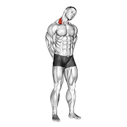 Neck Side Stretch animated exercise demonstration