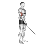 Cable Reverse One Arm Curl animated exercise demonstration