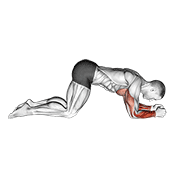 Modified Push Up To Lower Arms animated exercise demonstration