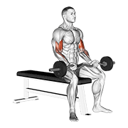 Ez Barbell Seated Curls animated exercise demonstration