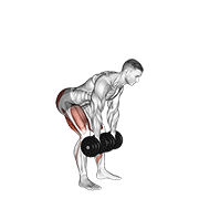 Dumbbell Romanian Deadlift animated exercise demonstration