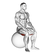 Exercise Ball Seated Hamstring Stretch animated exercise demonstration