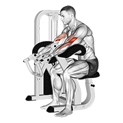 Lever Preacher Curl V. 2 animated exercise demonstration