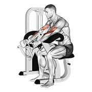 Lever Hammer Grip Preacher Curl animated exercise demonstration