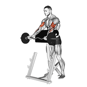 Ez Barbell Spider Curl animated exercise demonstration