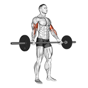 Barbell Standing Wide Grip Biceps Curl animated exercise demonstration