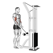 Cable Close Grip Curl animated exercise demonstration
