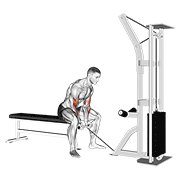 Cable Concentration Curl animated exercise demonstration