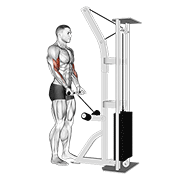 Cable Drag Curl animated exercise demonstration