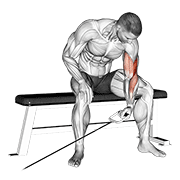 Cable Seated One Arm Concentration Curl animated exercise demonstration